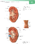 Sobotta  Atlas of Human Anatomy  Trunk, Viscera,Lower Limb Volume2 2006, page 190
